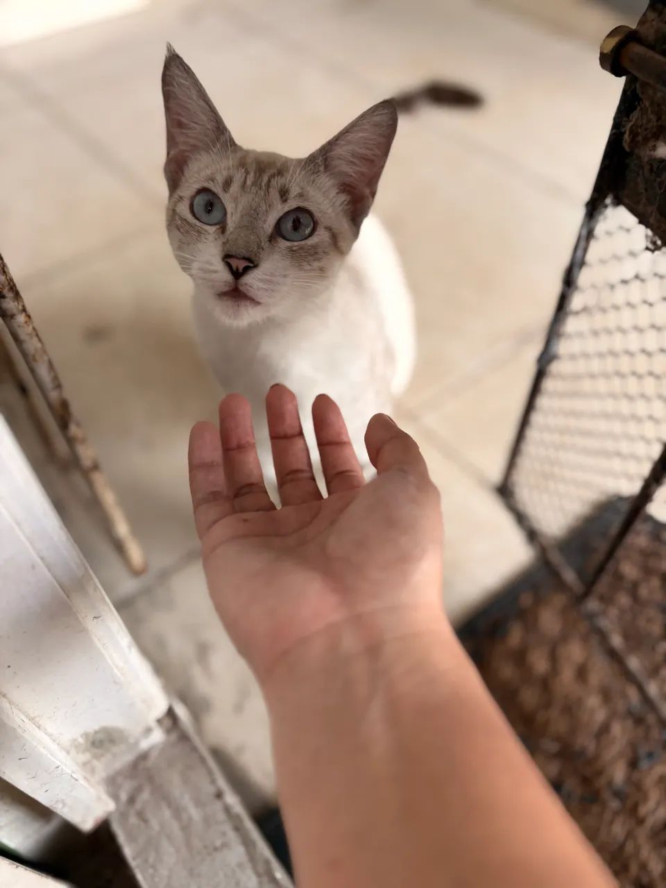 ADOÇÃO RESPONSÁVEL  - Foto 2