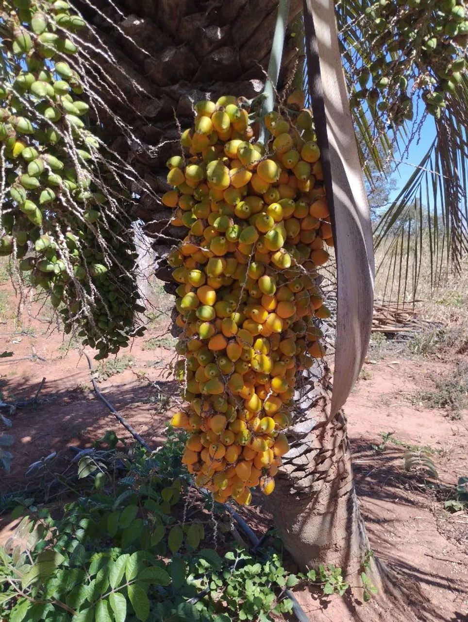 Coquinho  - Foto 2
