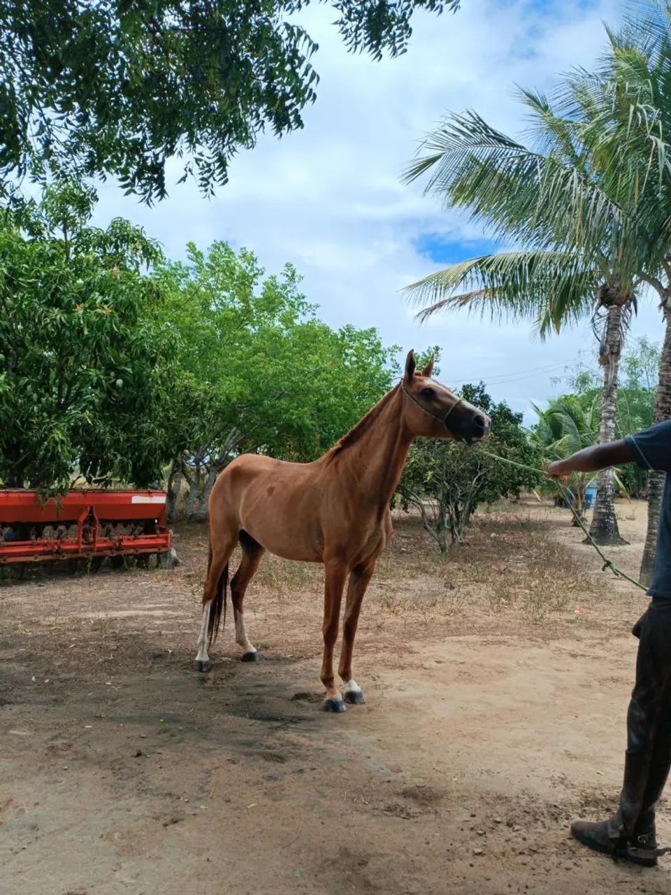 Potra Mangalarga Marchador sem RG 