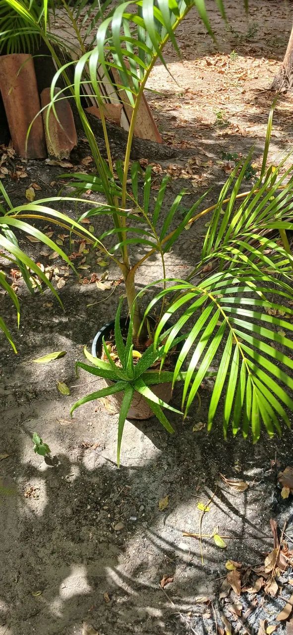 Plantas 