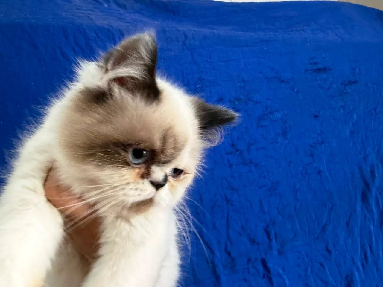 gato persa
