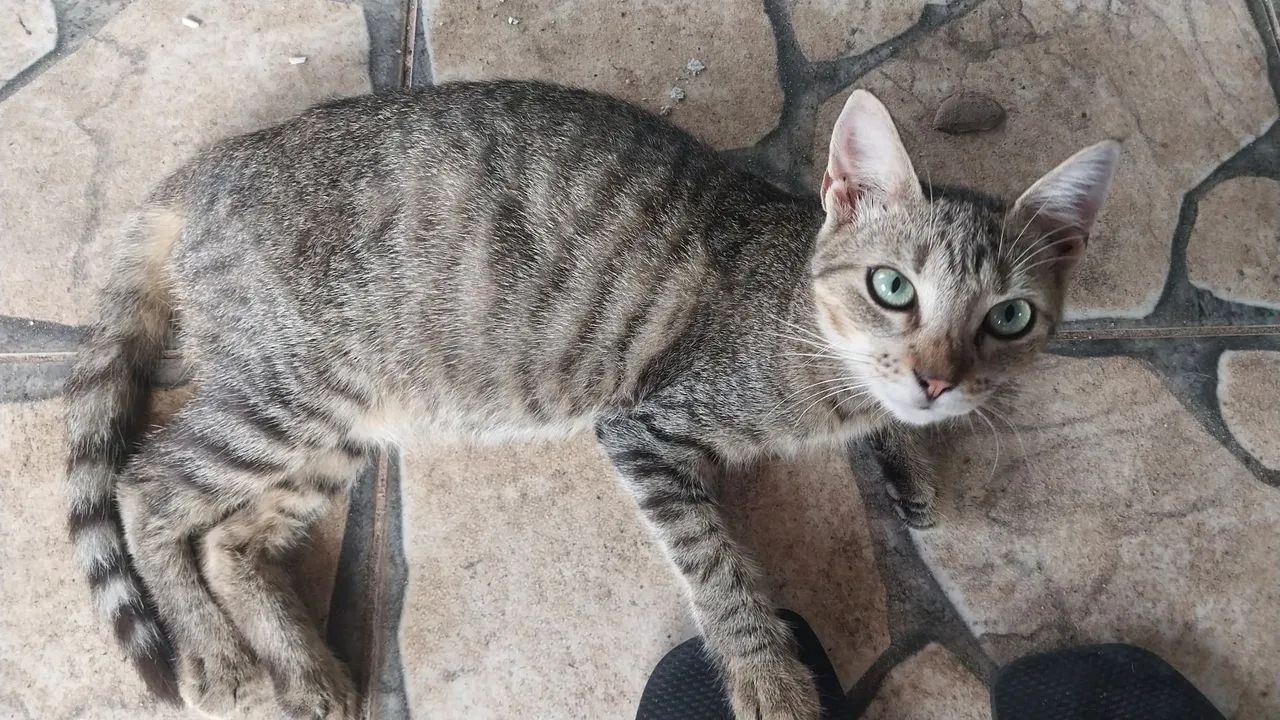 Doação responsável de gatos - Foto 3
