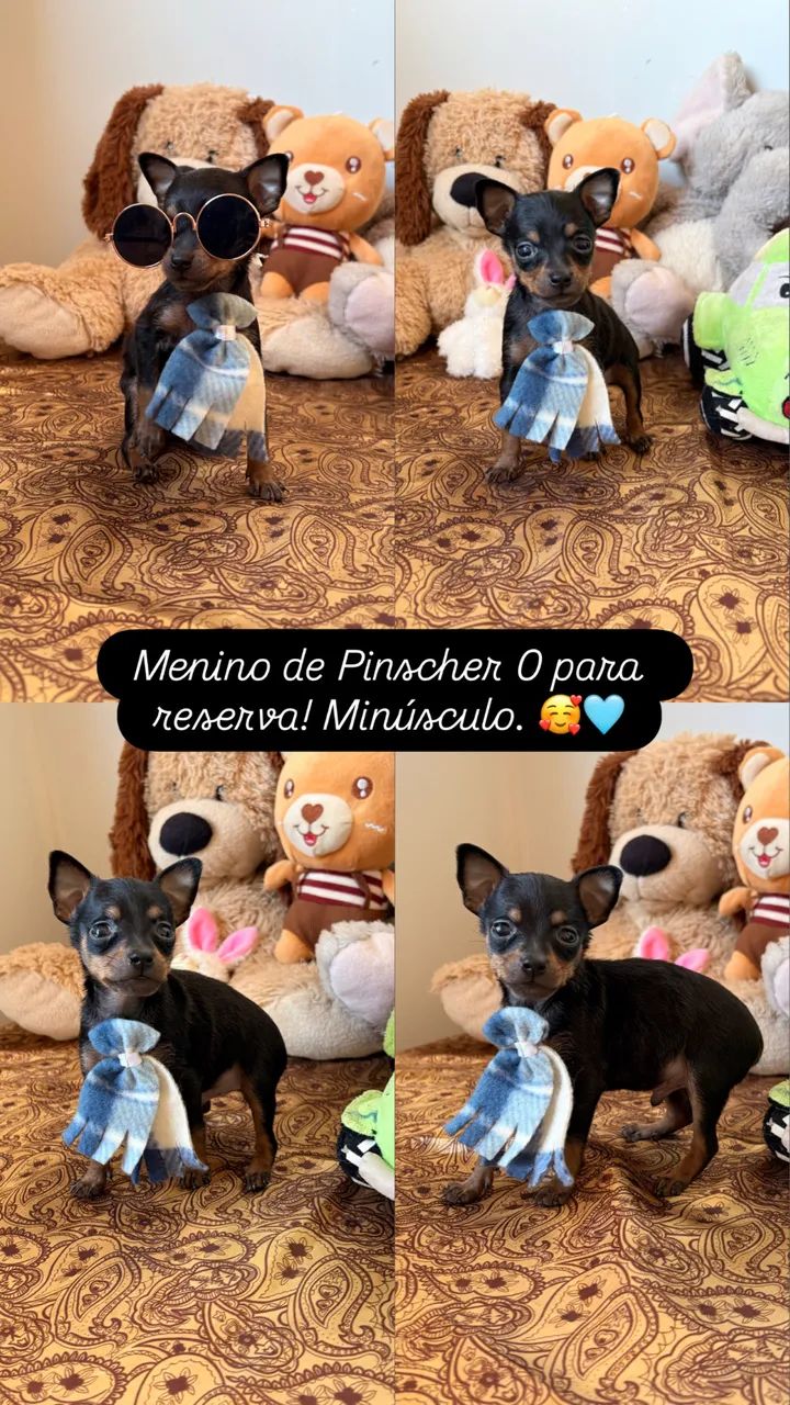 Pinscher 00 dispon ível  - Foto 2