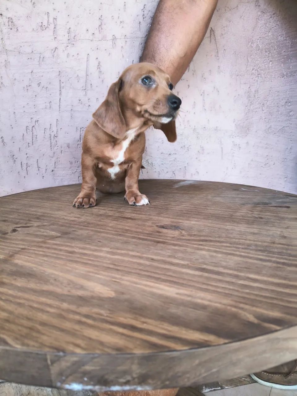 Basset