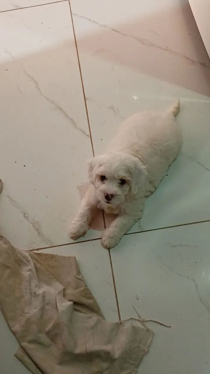 Poodle toy com maltês 3 meses - Foto 3