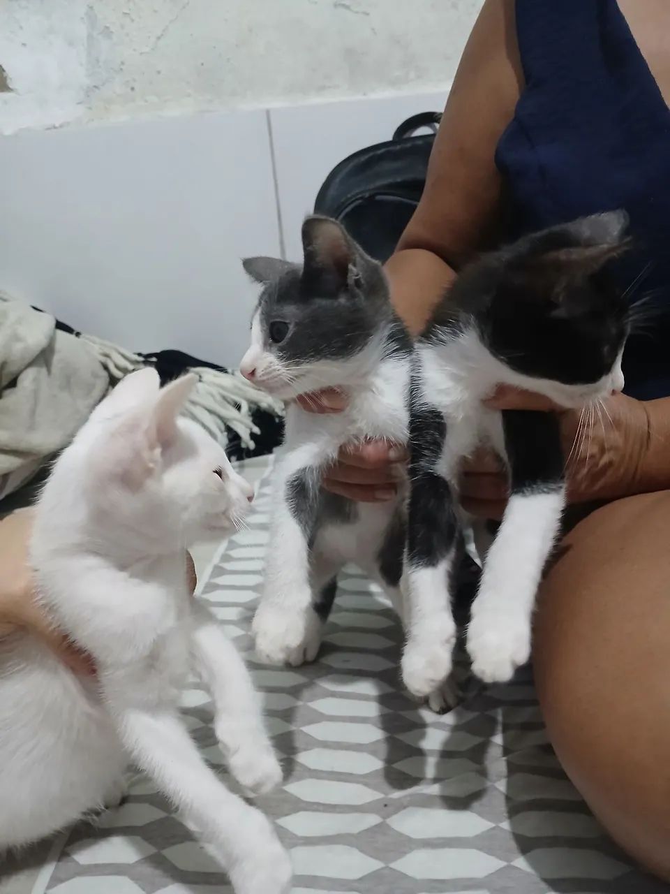Doação gatos - Foto 5