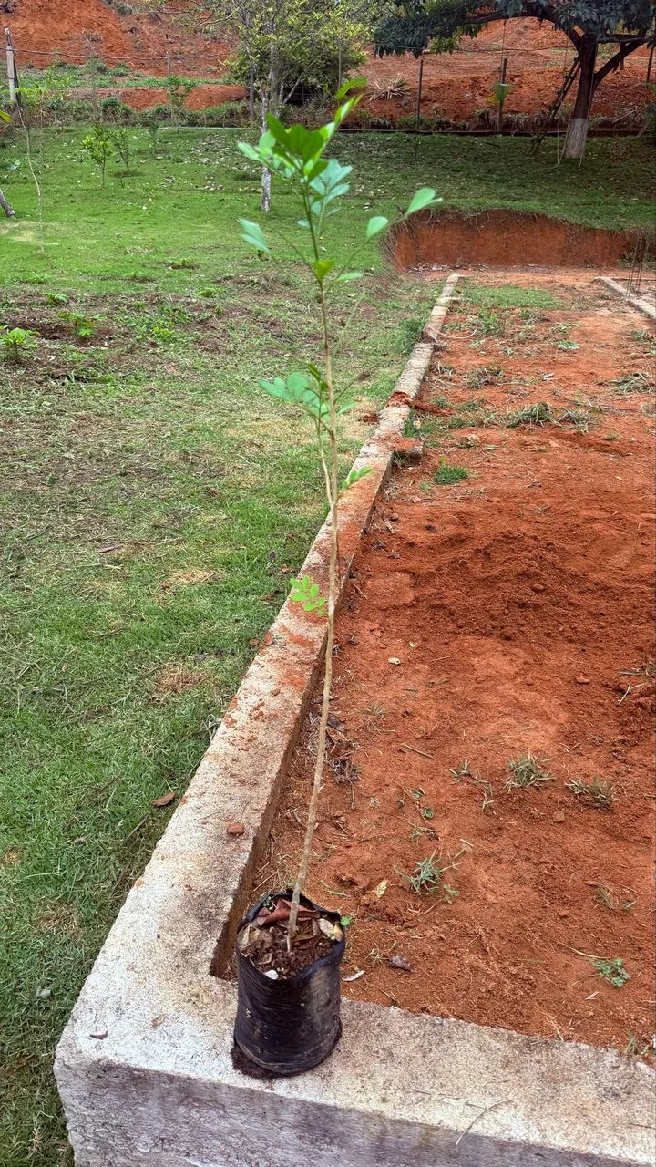 Muda de murta  - Foto 2