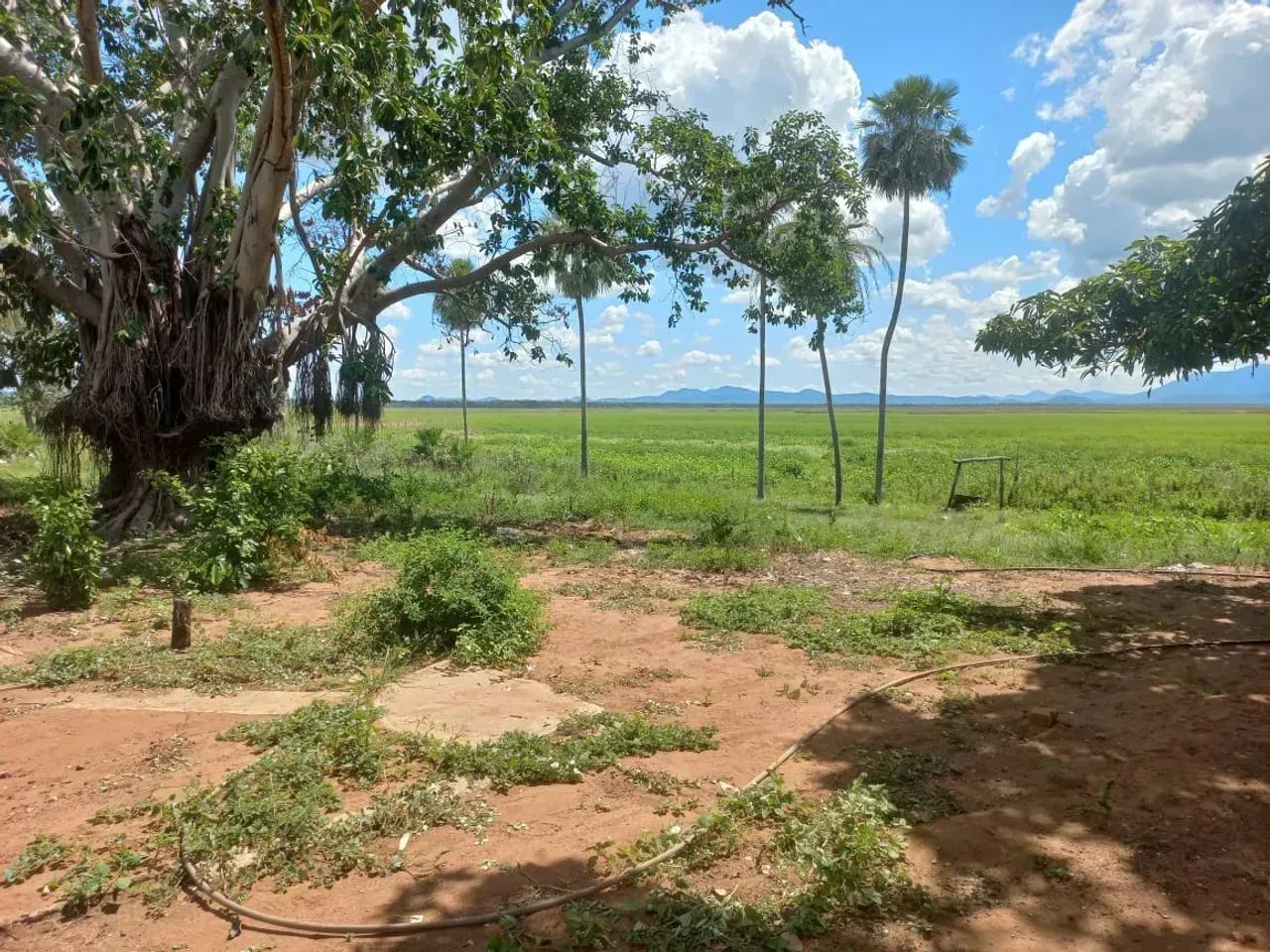 CÓD228  Fazenda 800 ha | Pantanal  25 km de Corumbá/MS - Foto 3