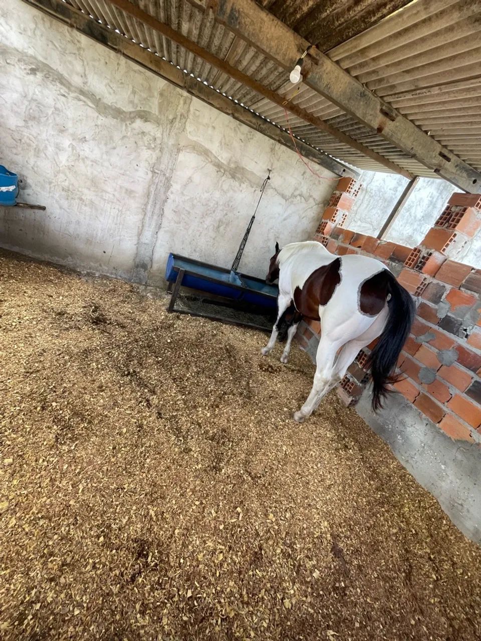 Cavalo 