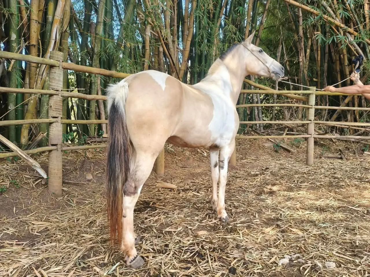 Égua mangalarga - Foto 3