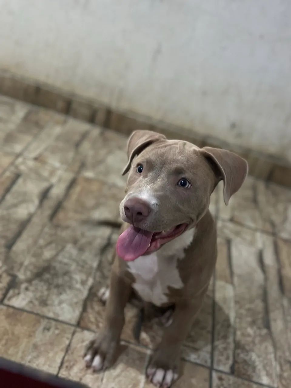 Pitbull  - Foto 3