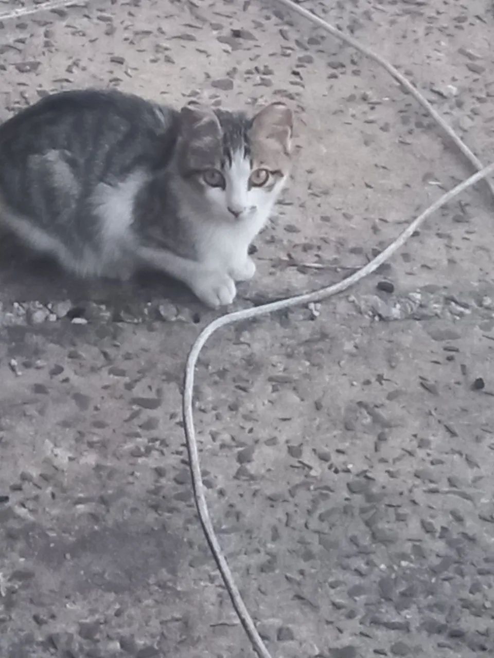 Doa- gatinhas - Foto 2