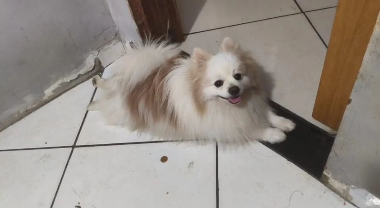 Spitz Alemão Adulto Macho - Foto 2