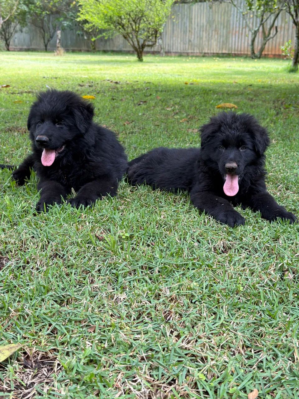 Filhotes de Pastor Alemão preto e capa preta pelo longo - Foto 5