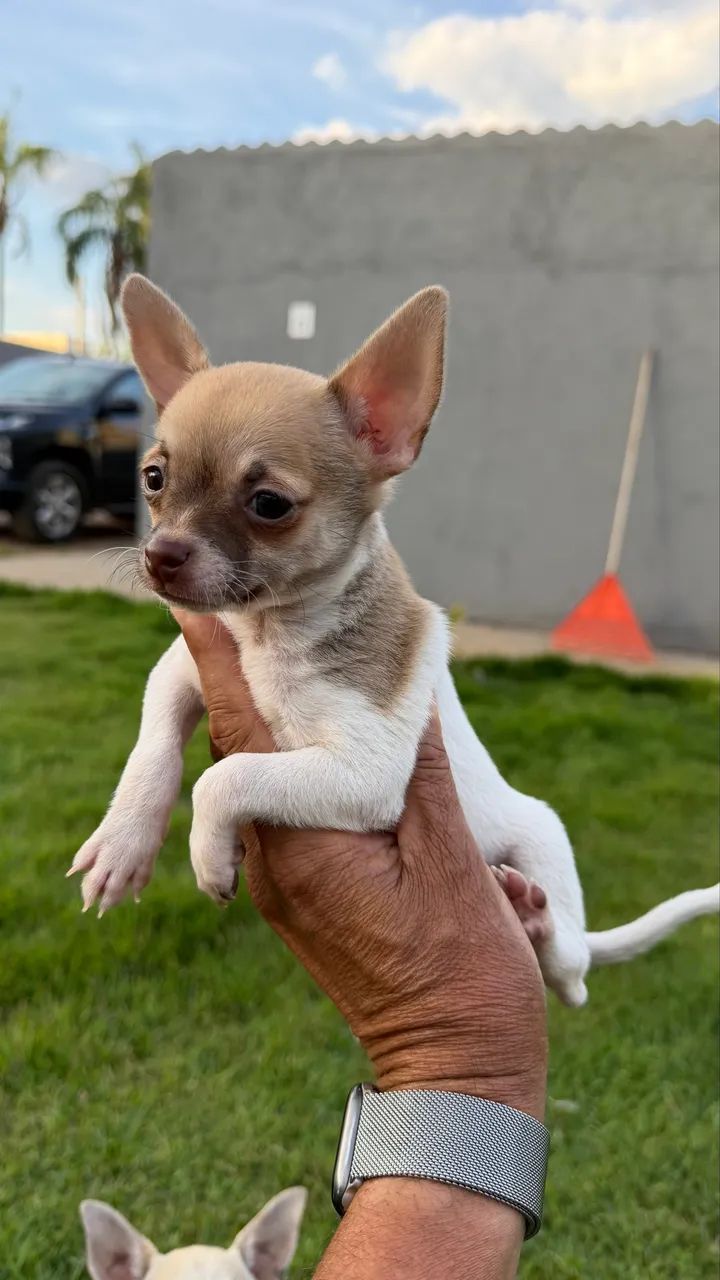 Chihuauha micro macho - Foto 3