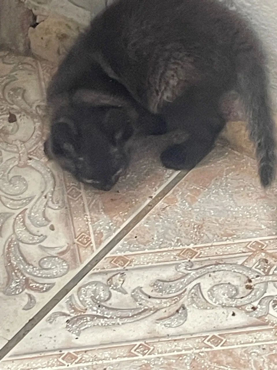 Gatinhos  - Foto 3
