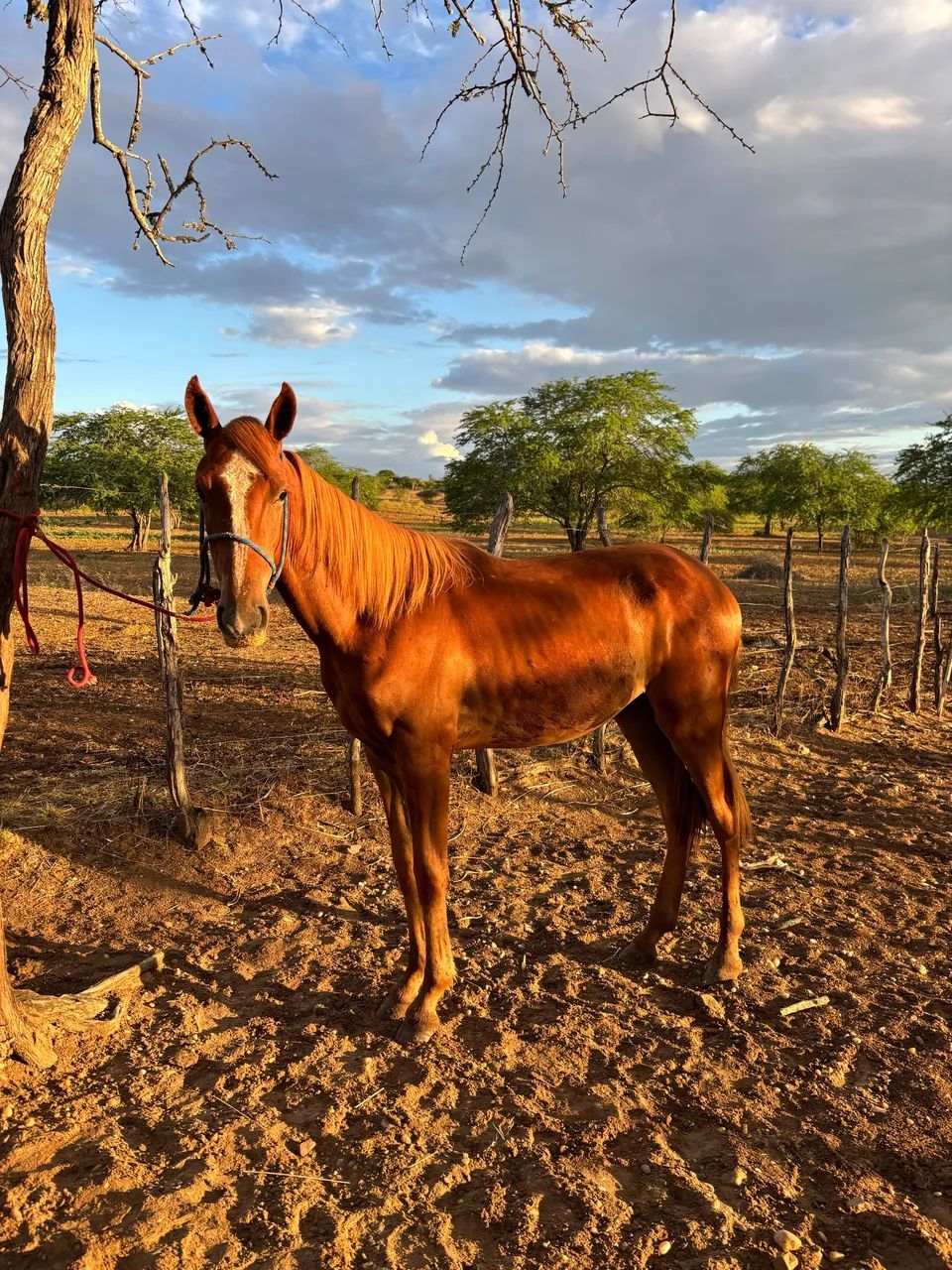 Potro QM/MM - Foto 2