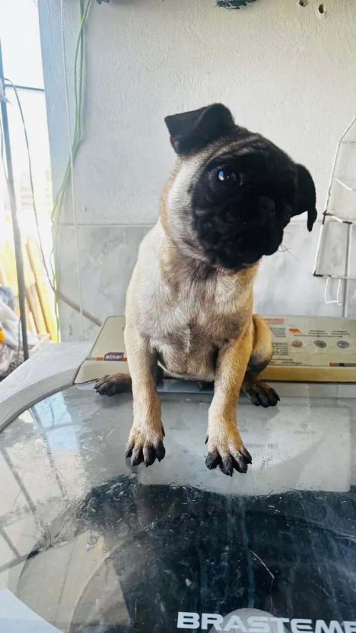 Filhotes de Pug - Foto 5