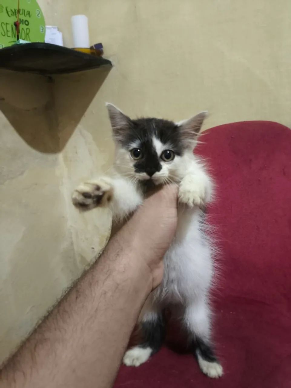 ADOÇÃO DE GATA - Foto 4