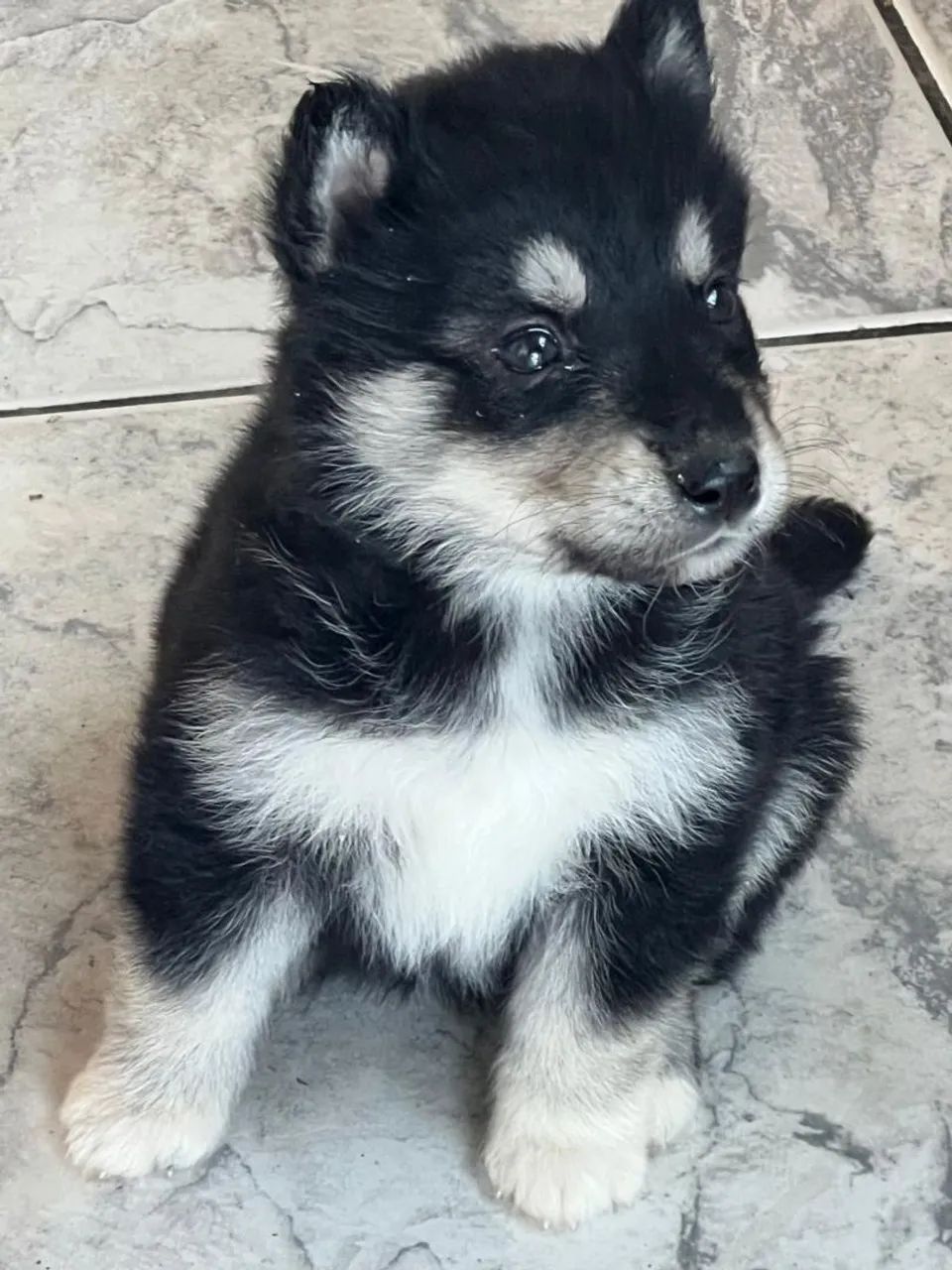 Filhotes de husky  - Foto 2