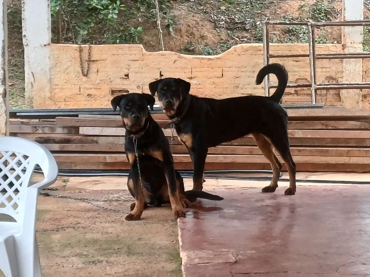 Rottweiler  - Foto 2