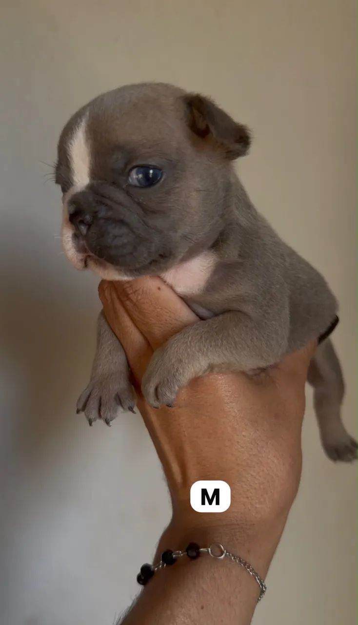 Bulldog francês macho  - Foto 2