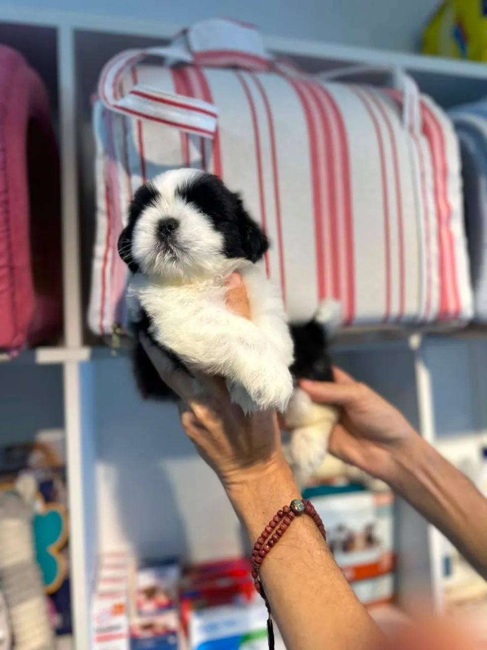 Perfeitinha e linda shitzu - Foto 4