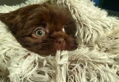 Shih Tzu fêmeas e machos 