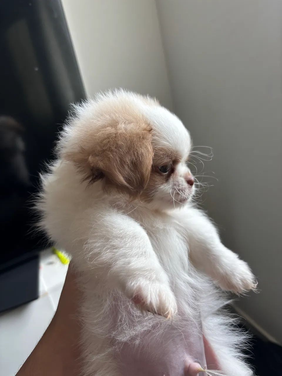Shih-Tzu puro  - Foto 2
