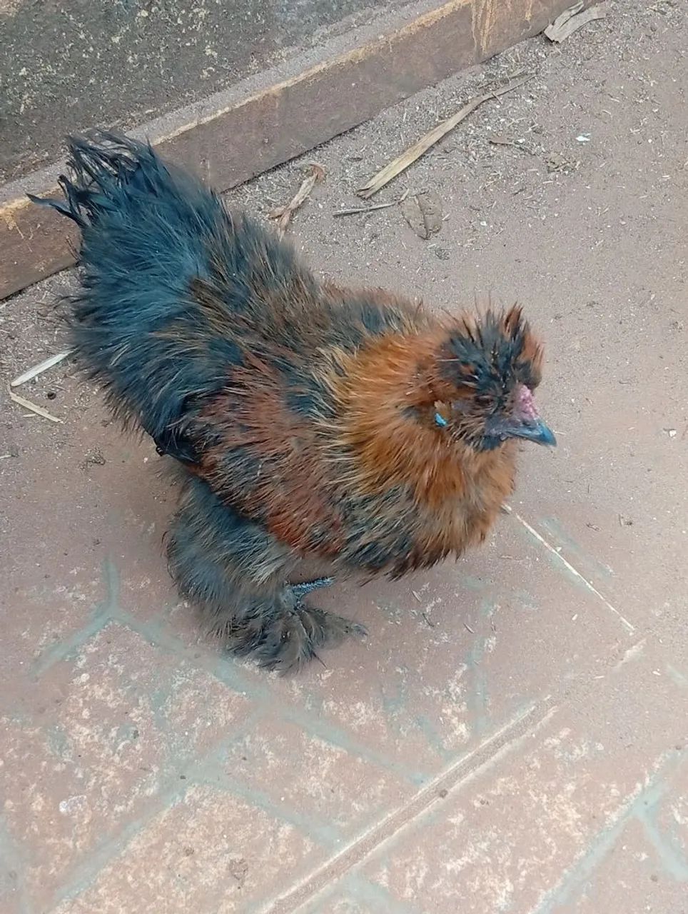 Galinha Sedosa - Foto 3