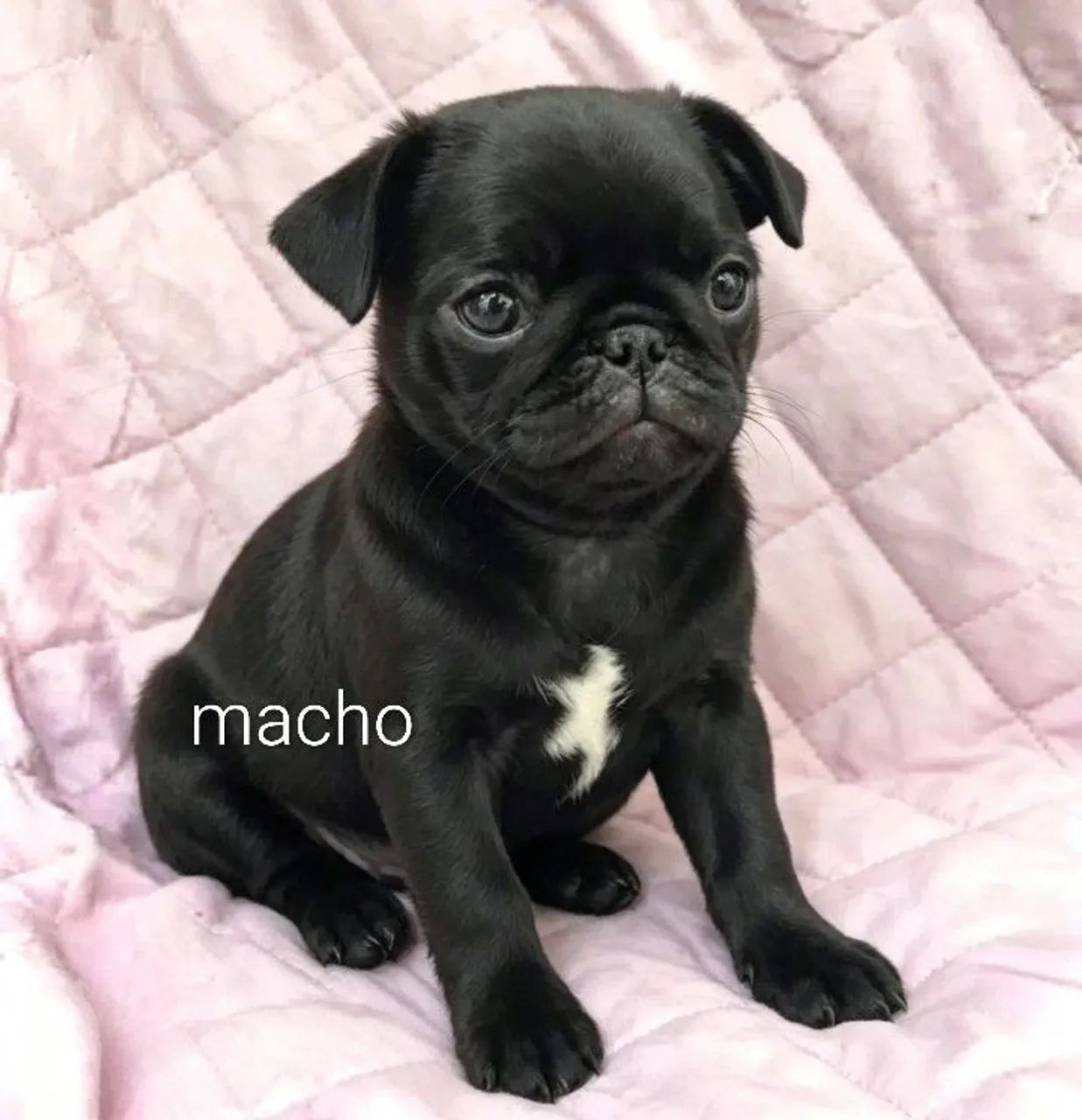 Pug fêmea e macho - Foto 2