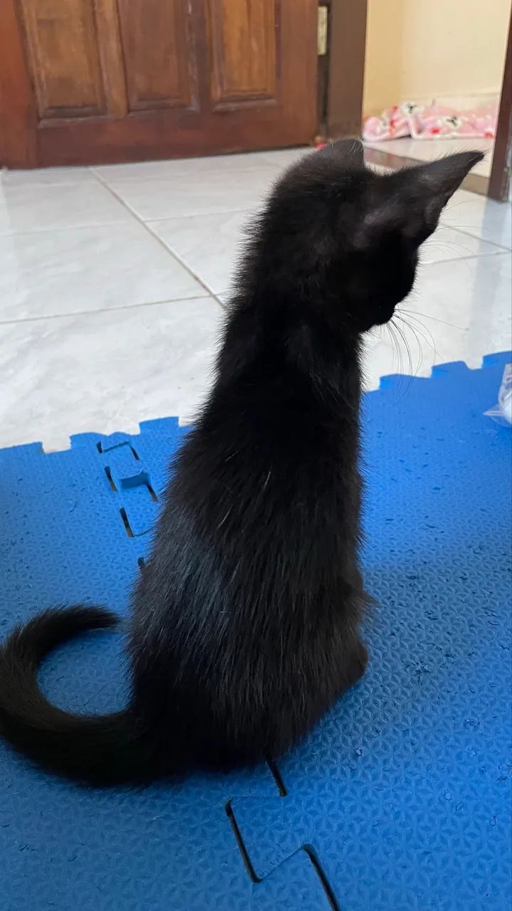 Gatinho macho preto  - Foto 2