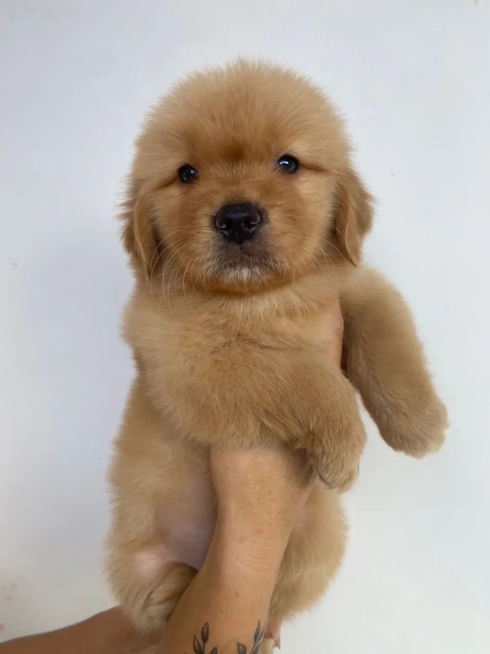 Golden Retriever  - Foto 2