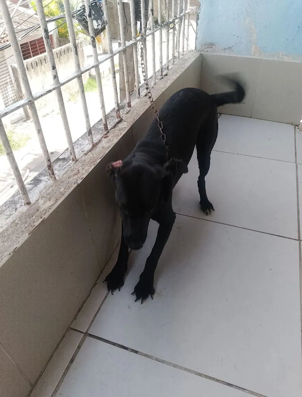 Doação labradora