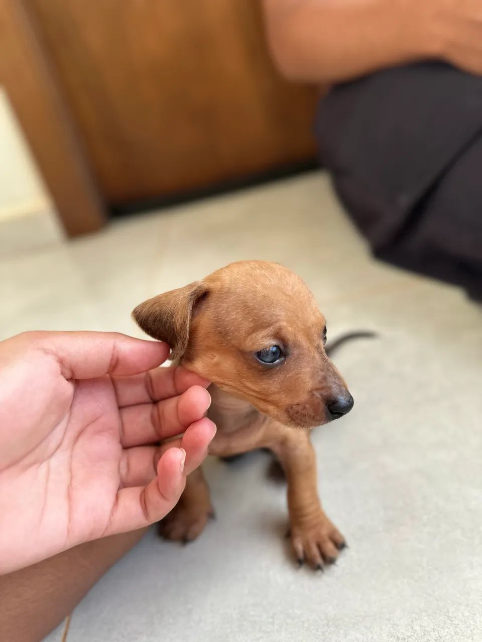 Basset Dachshund  - Foto 5