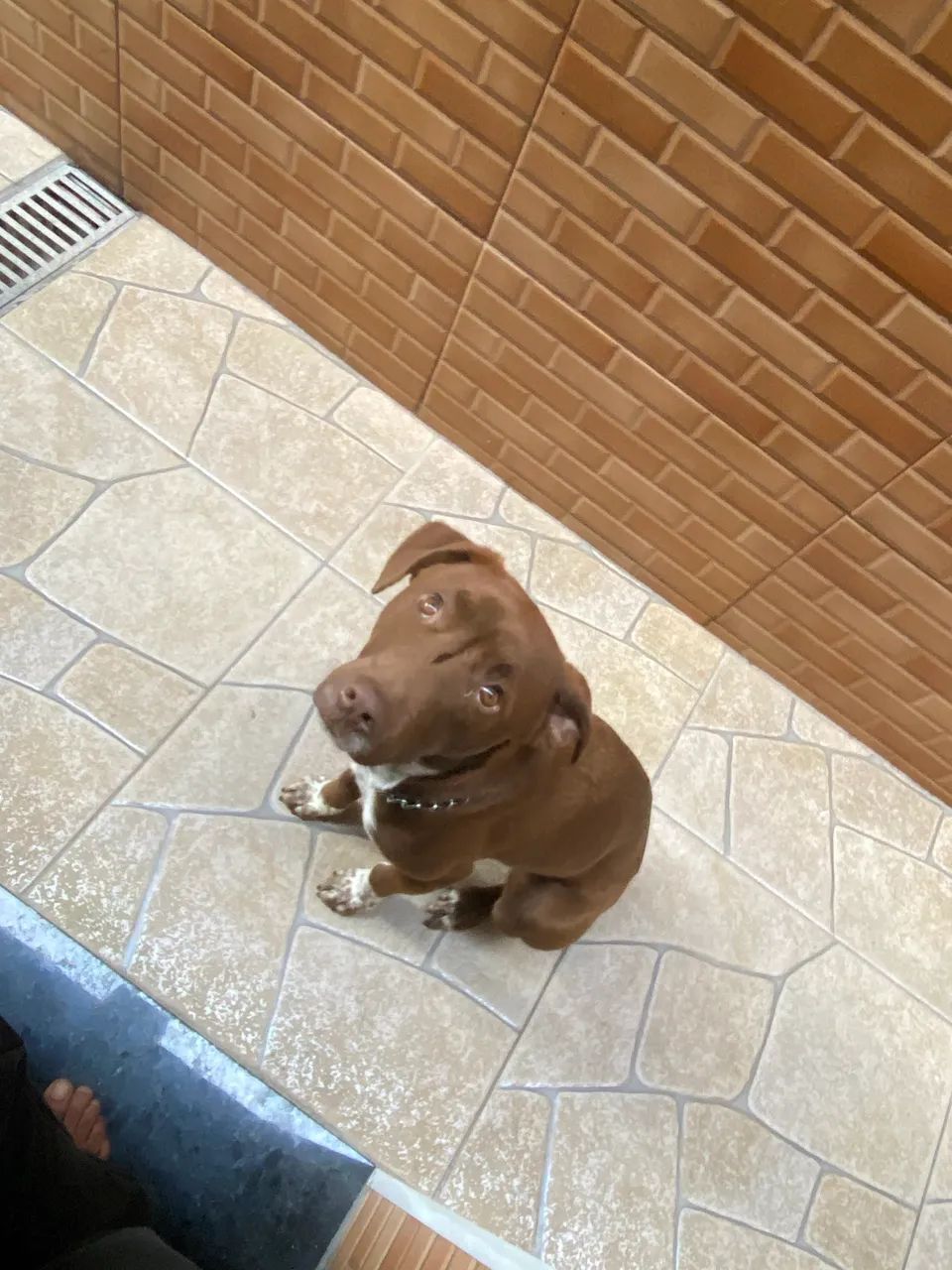 Doando lindo cachorro 