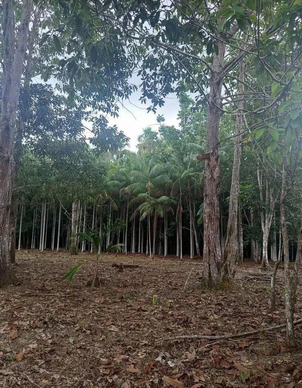 Sitio - Tefé amazonas - Foto 3