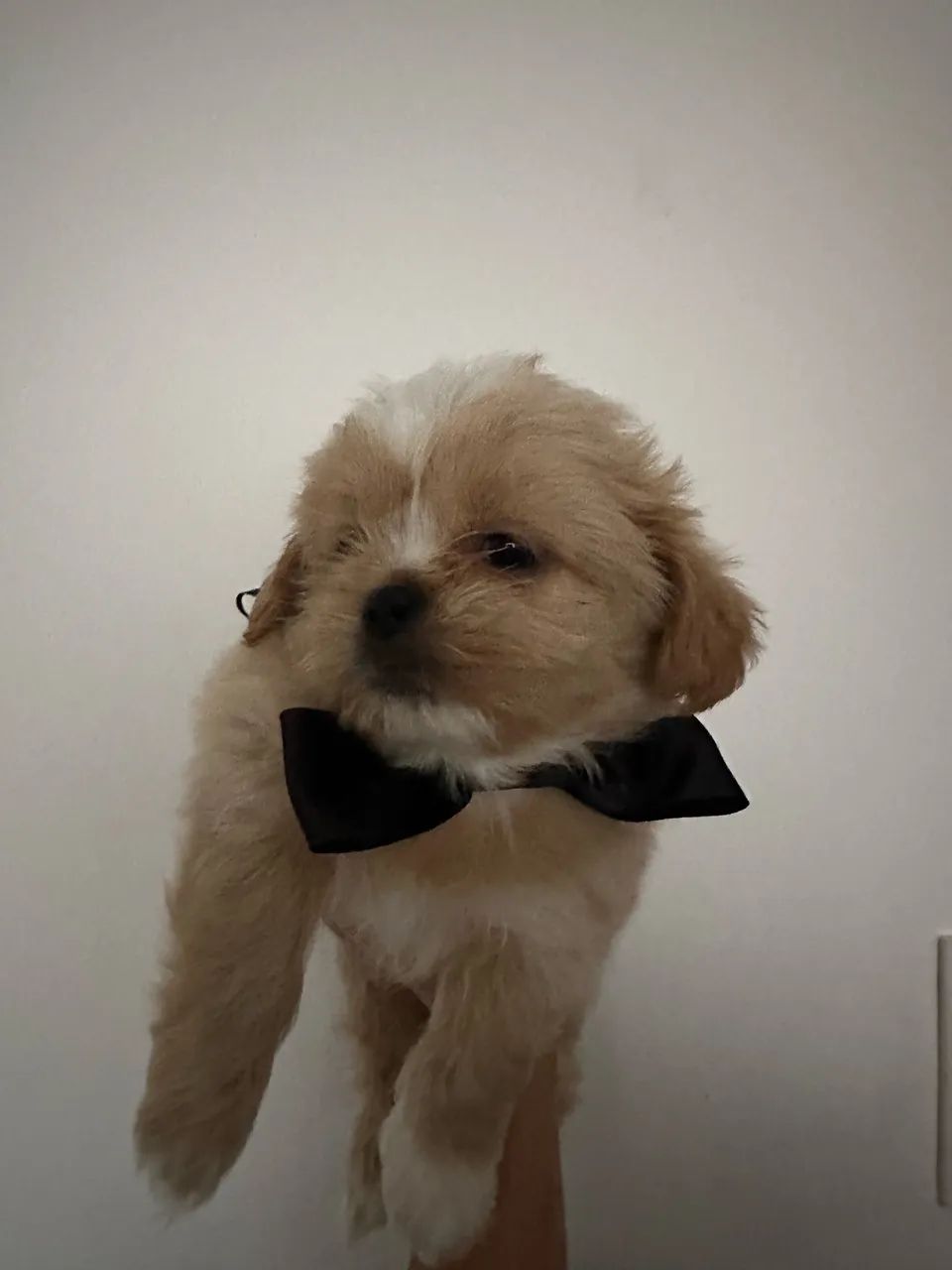 shih tzu macho mini  - Foto 2