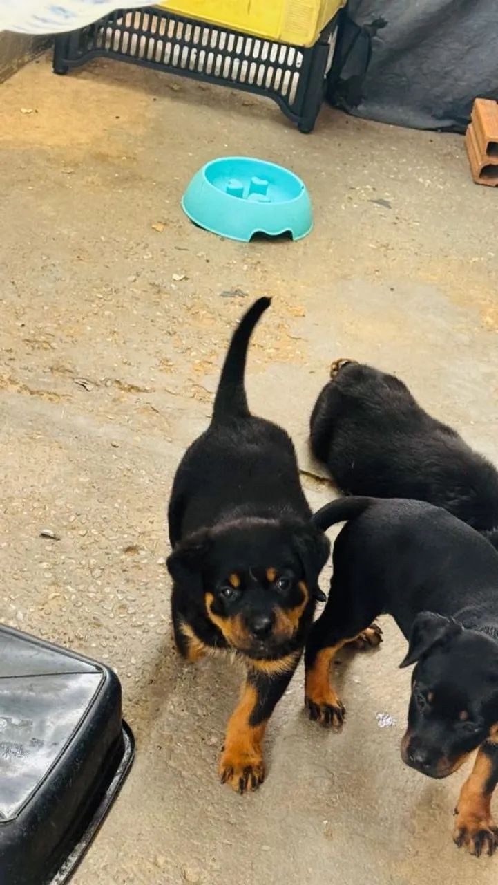 Filhotes Rottweiler vacinados e vermifugados. Tratar * - Foto 2