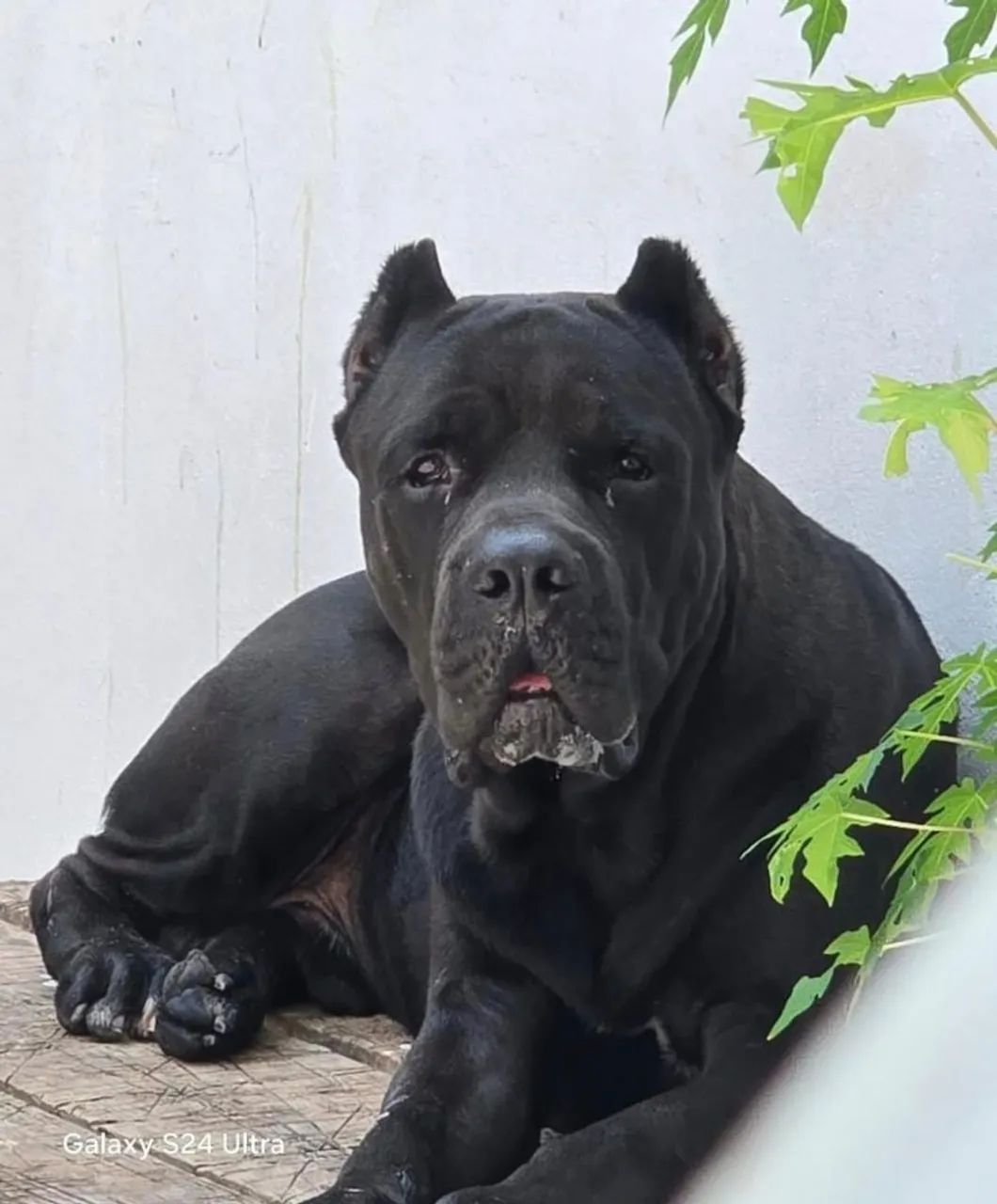 filhote de cane corso macho - Foto 5