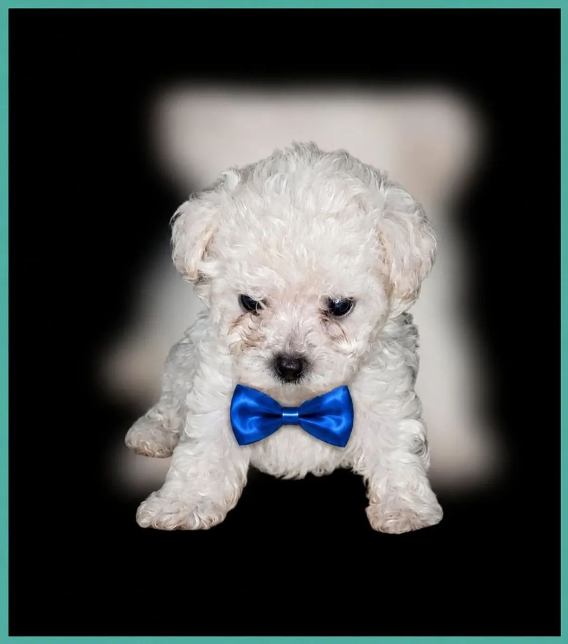 Micro toy poodle 