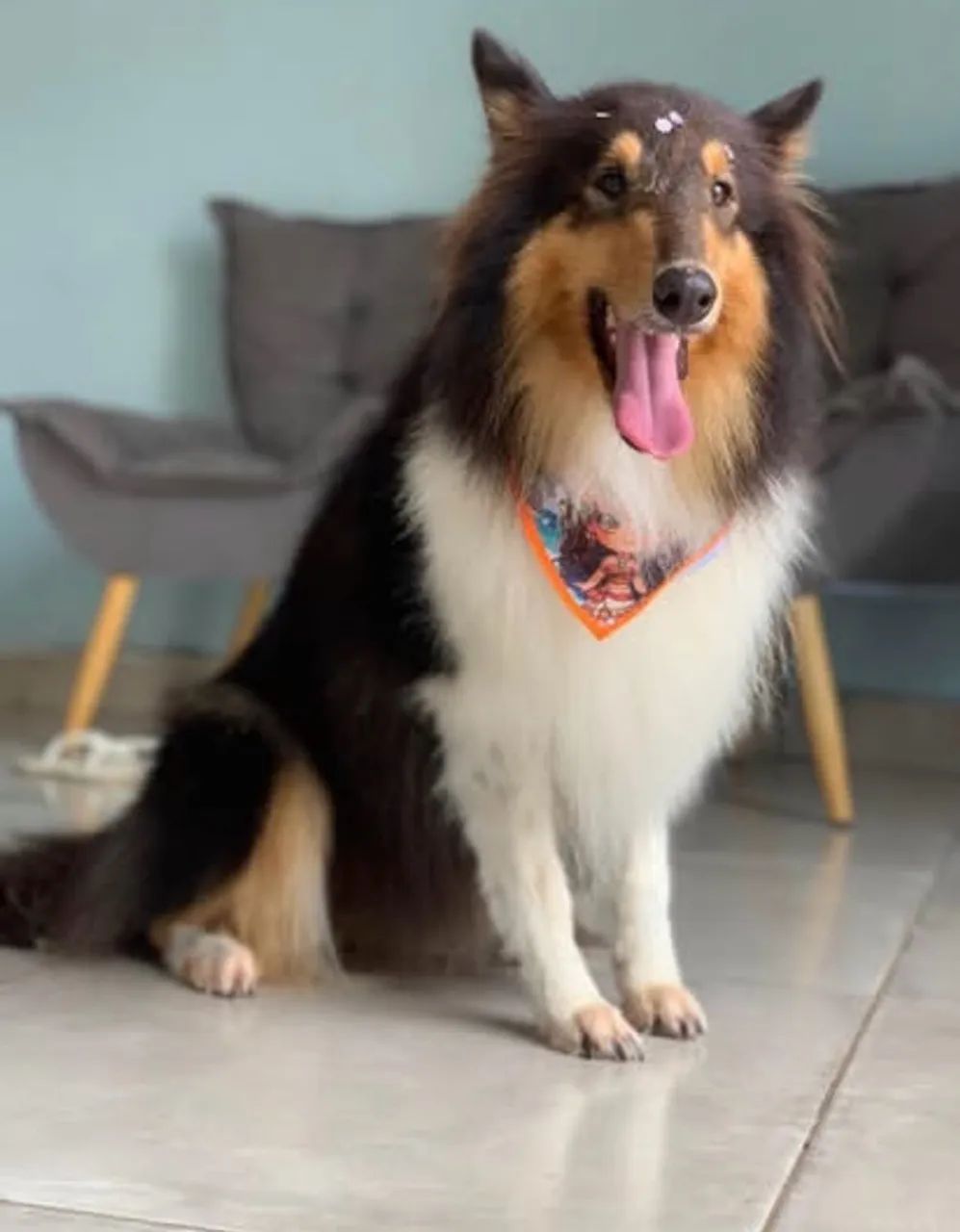 Filhote de Rough collie  - Foto 2