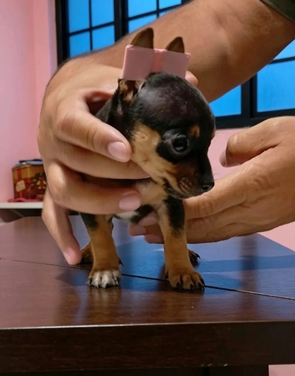 Filhotes de Pinscher Mini