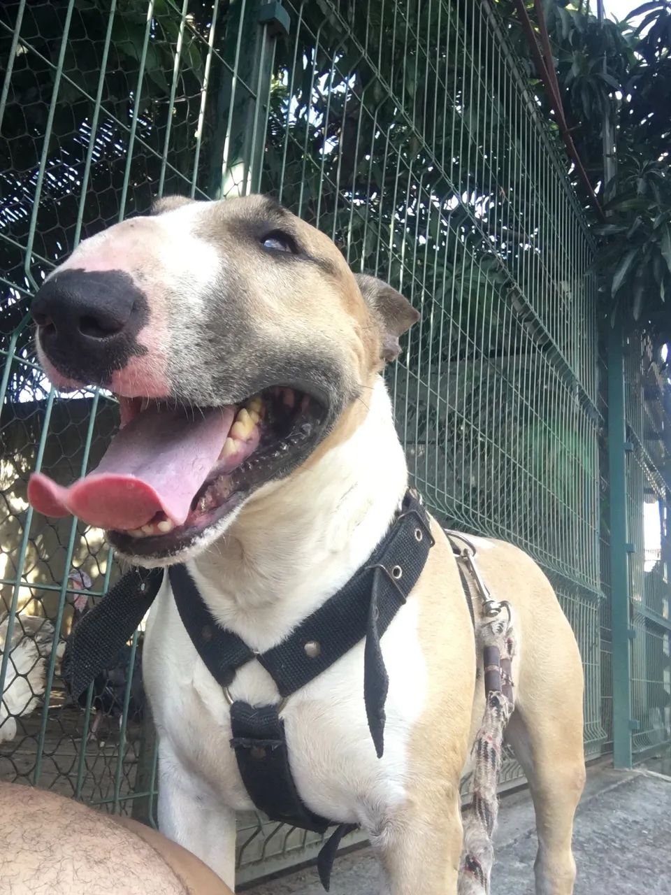 Bullterrier para monta  - Foto 4