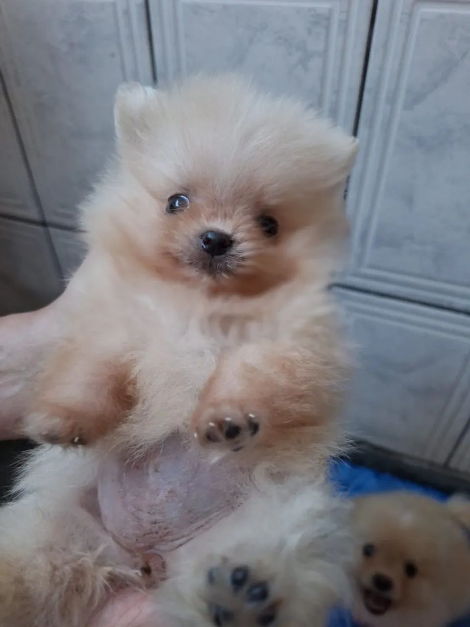 Spitz alemão  fone * - Foto 4