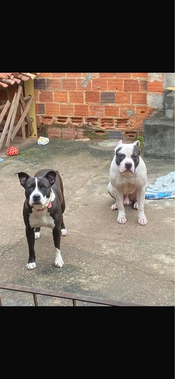 Filhote de pitbull  - Foto 5