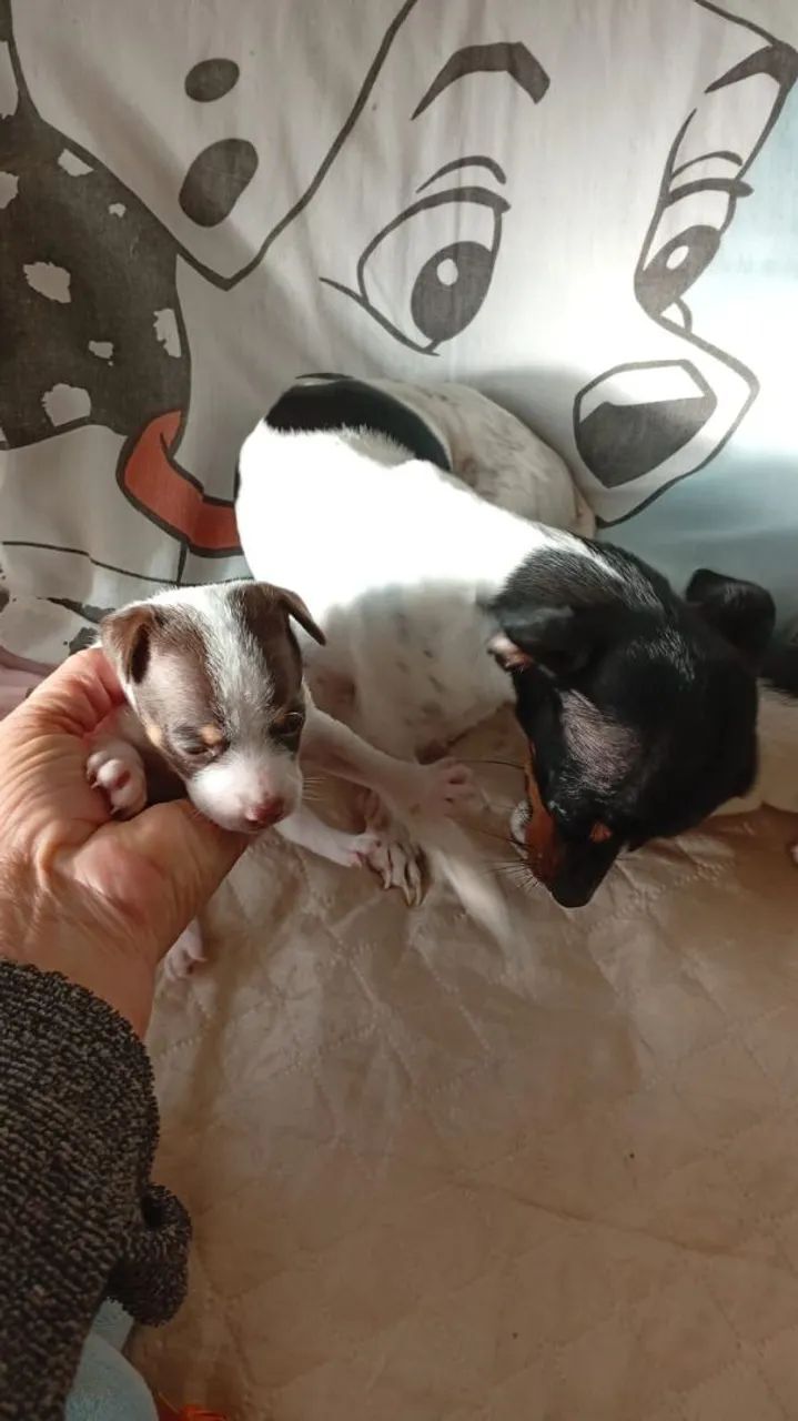 Pinscher OO ..