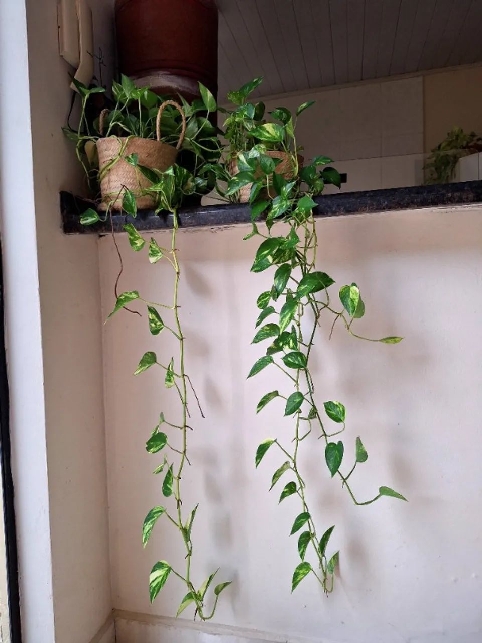 Planta Giboia grande - Foto 2