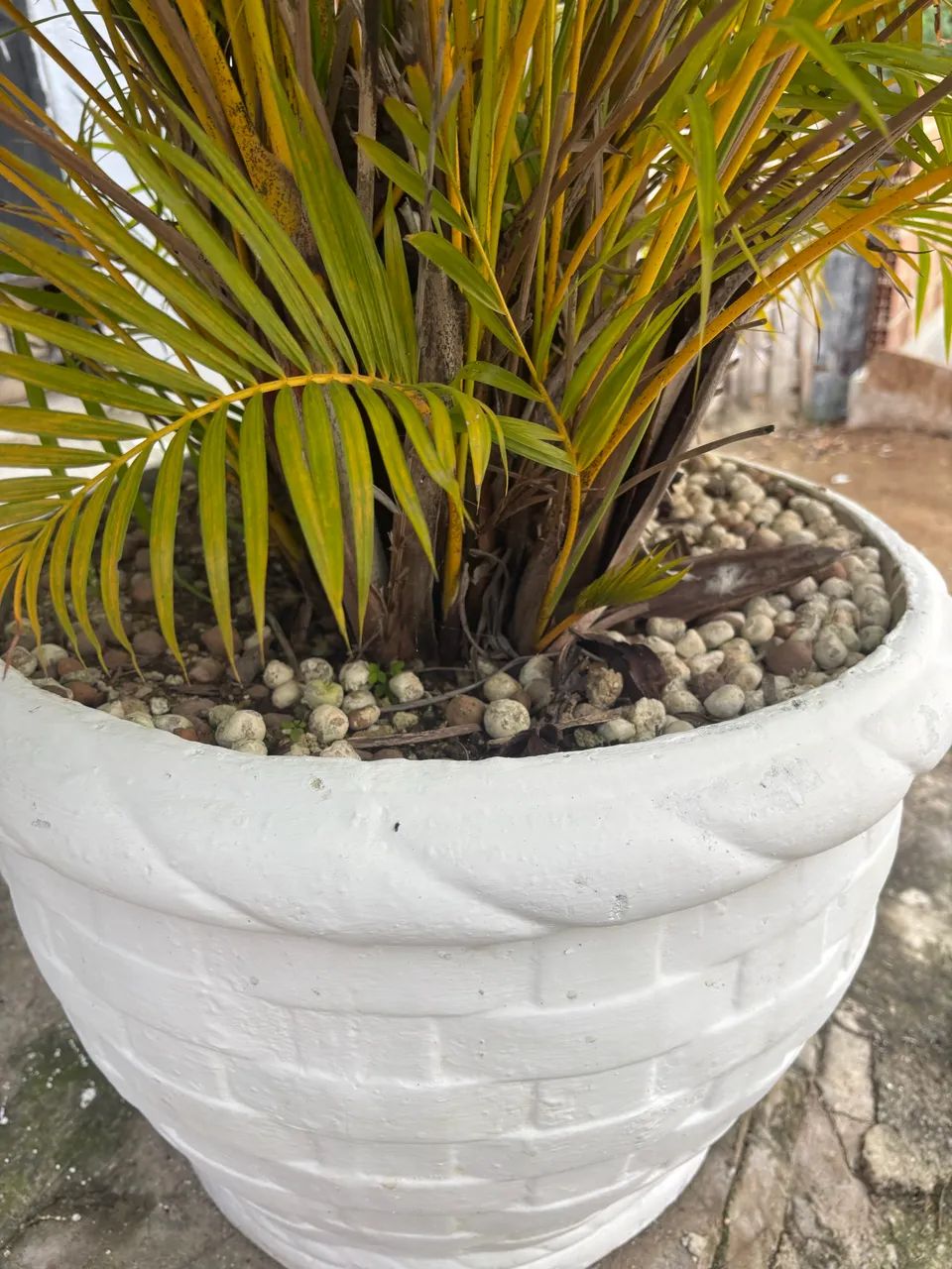 Planta com vaso  - Foto 5