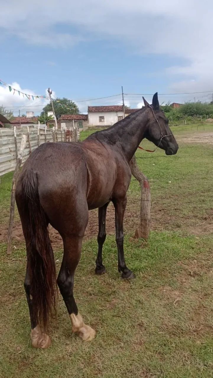 Potra luxo - Foto 4